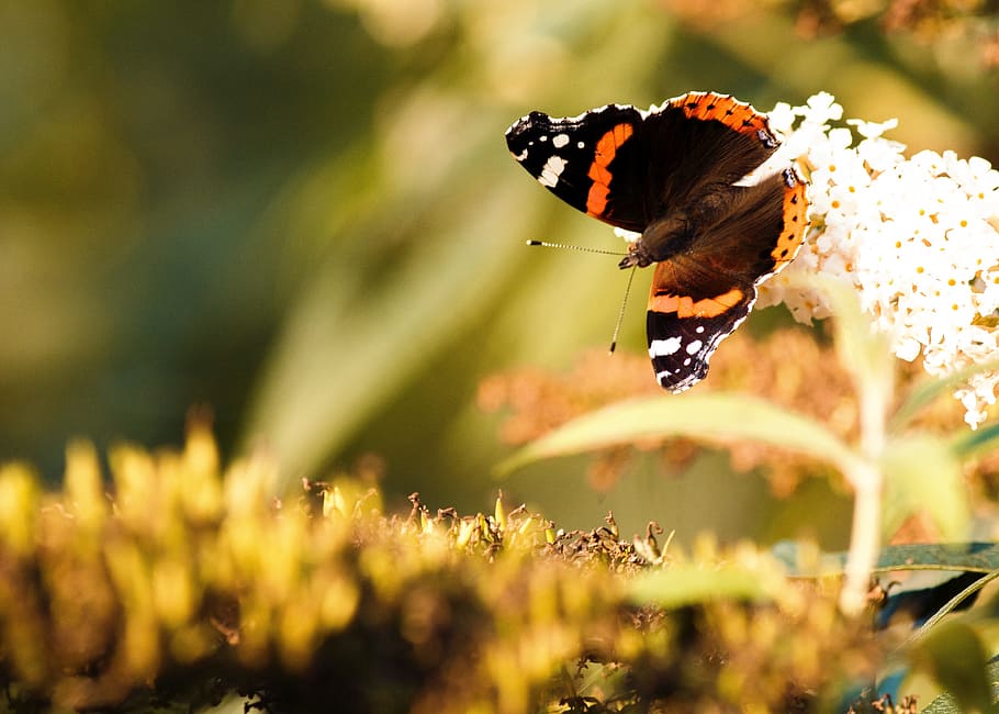butterfly, spring, insect, close, animal, nature, blossom, bloom HD wallpaper