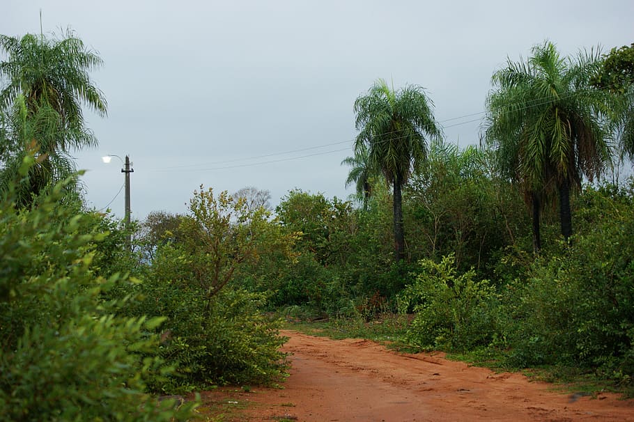 nature, jungle, tree, palm, road, lantern, light, rain, paraguay HD wallpaper
