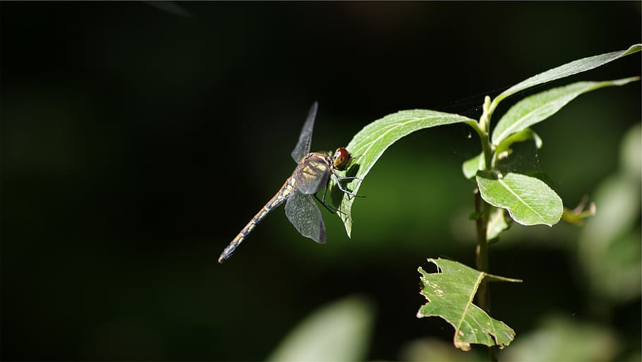 dragonfly, insect, plant, invertebrate, animal wildlife, leaf HD wallpaper