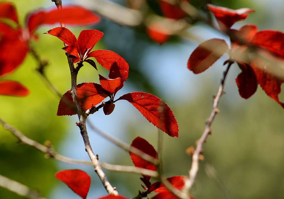 sheet, red, green, branch, nature, branches, spring, tree branches HD wallpaper