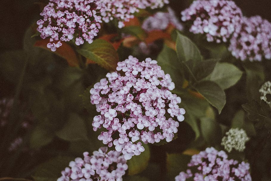 close-up photo of purple hydrangea flowers, garden, leaf, bloom HD wallpaper