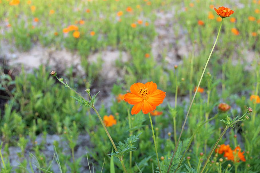 the scenery, flower, spring, flowering plant, freshness, beauty in nature HD wallpaper