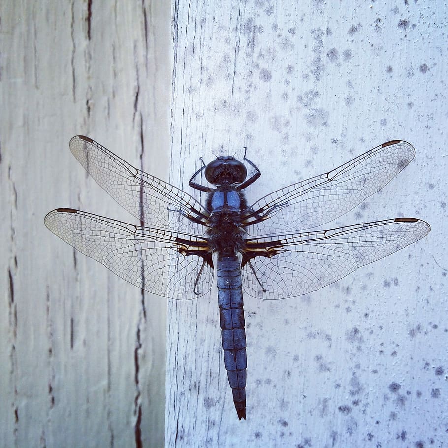 dragonfly, insect, wing, animal wing, one animal, invertebrate HD wallpaper