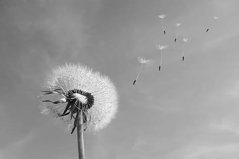 dandelion grayscale photography, wind, blown, seeds, common flight HD wallpaper