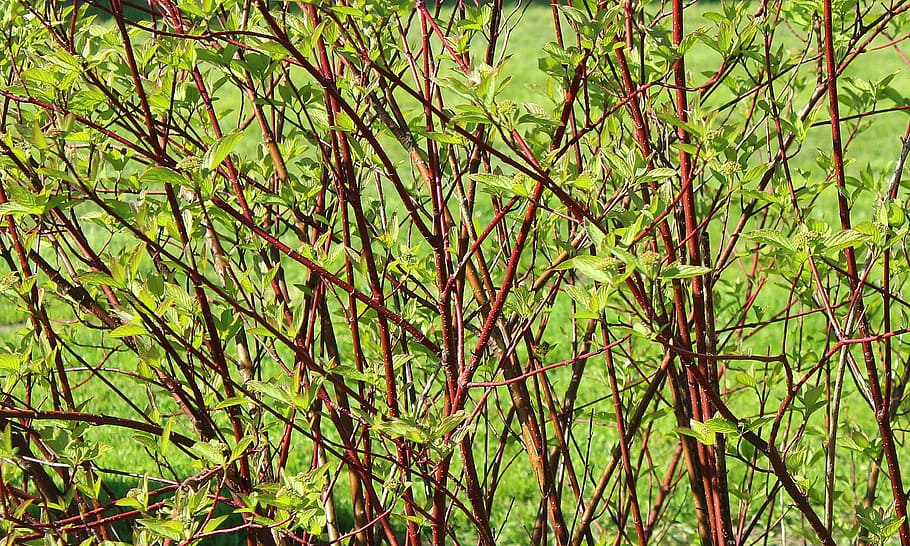 bush, spring, green leaves, leaf, plant, nature, april, park HD wallpaper