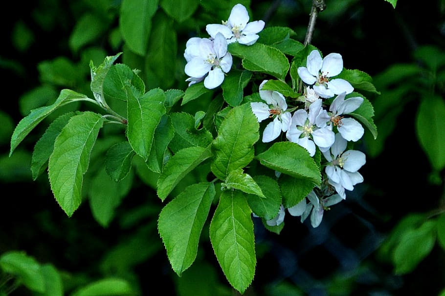 nature, macro, plum flower, spring, plant, plant part, leaf HD wallpaper