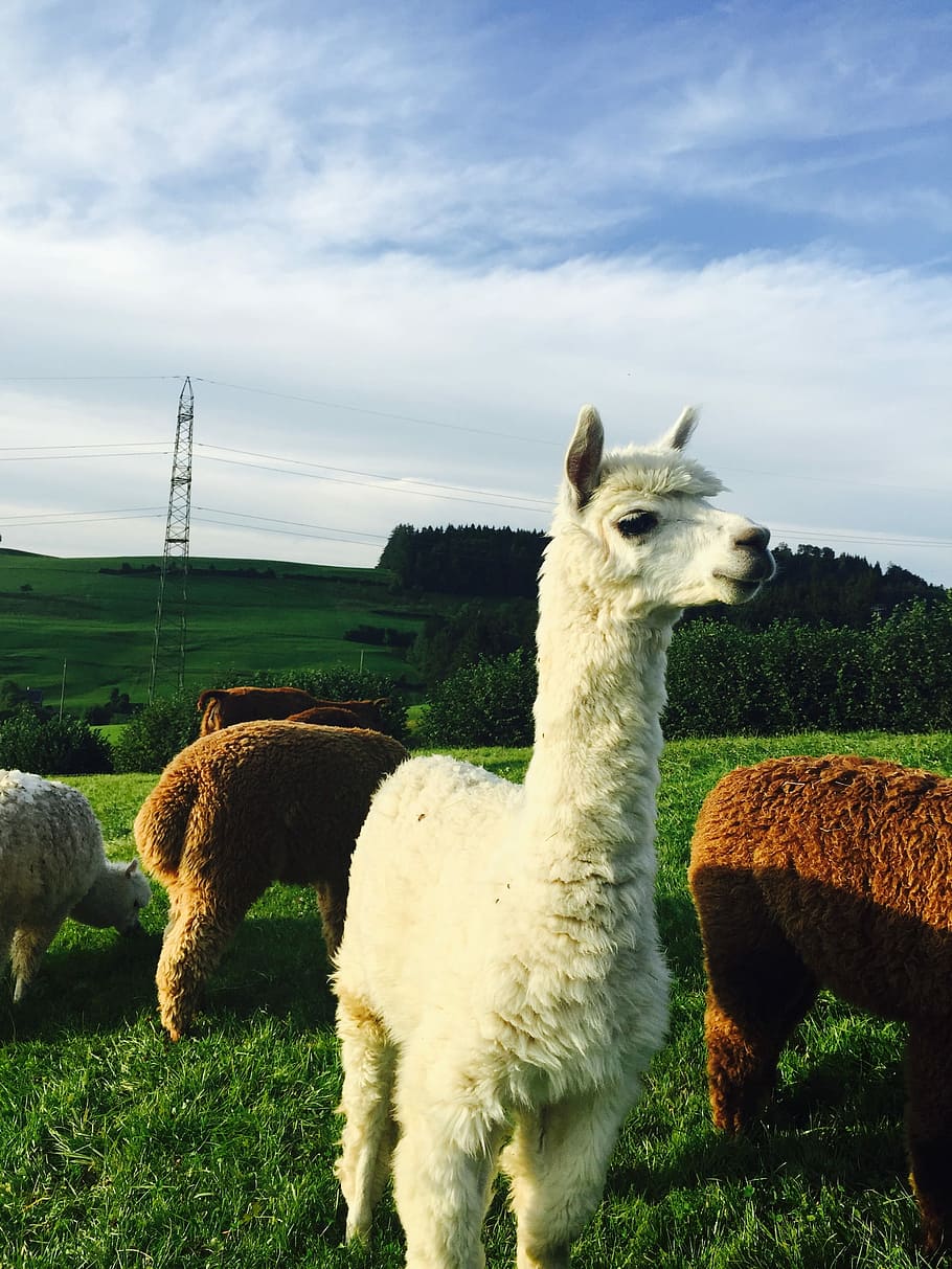 Alpaca, St Gallen, Nature, Animals, landscape, switzerland, HD wallpaper