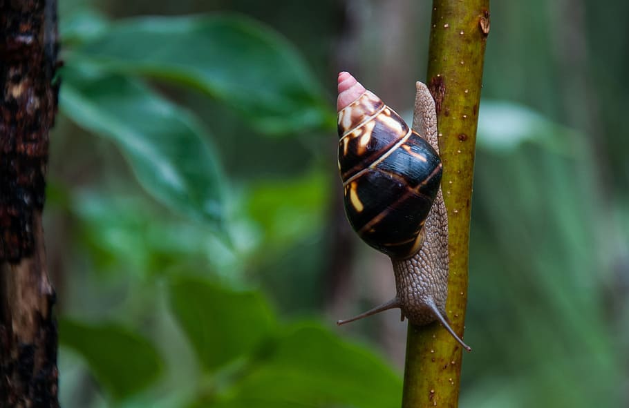Snail, Shell, Communis, Probe, Usa, florida, one animal, animal themes HD wallpaper