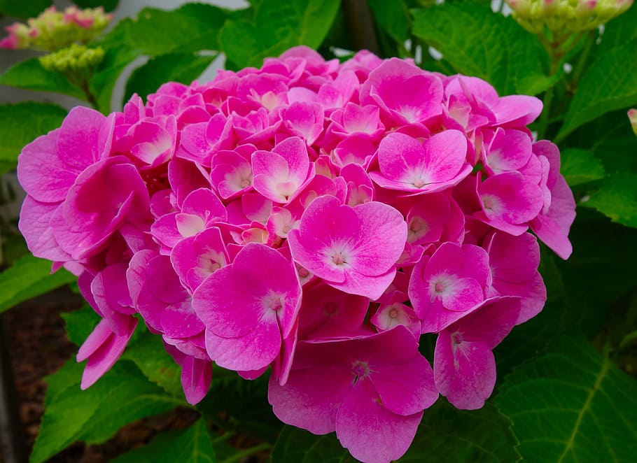 pink petaled flowers, hydrangea, blossom, bloom, nature, summer HD wallpaper