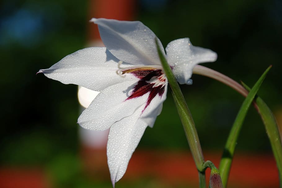flower, leaf, nature, bloom, beautiful, white, colorful, flowering plant HD wallpaper