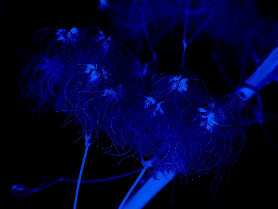 Night, Plant, Background, blue, black background, no people HD wallpaper