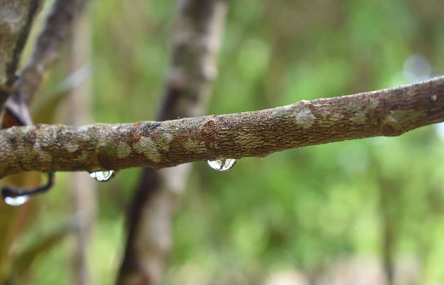 drip, water, wet, rain, droplet, nature, branch, condensation HD wallpaper