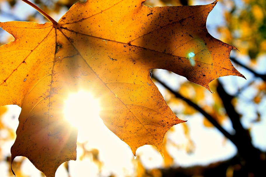 sun, autumn, october, sheet, leaves, sunny day, golden autumn HD wallpaper