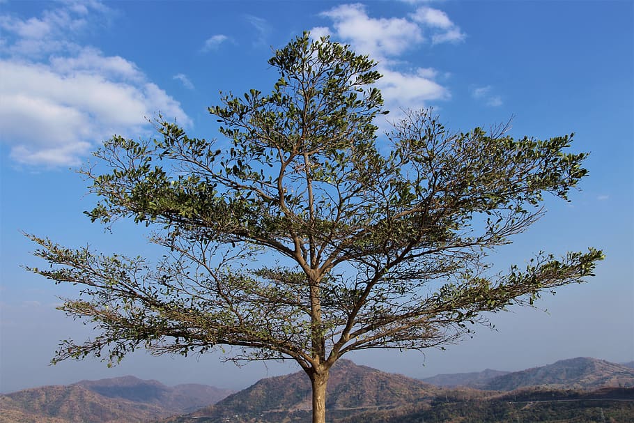 phetchabun, thailand, tree, sky, cloud - sky, plant, beauty in nature HD wallpaper