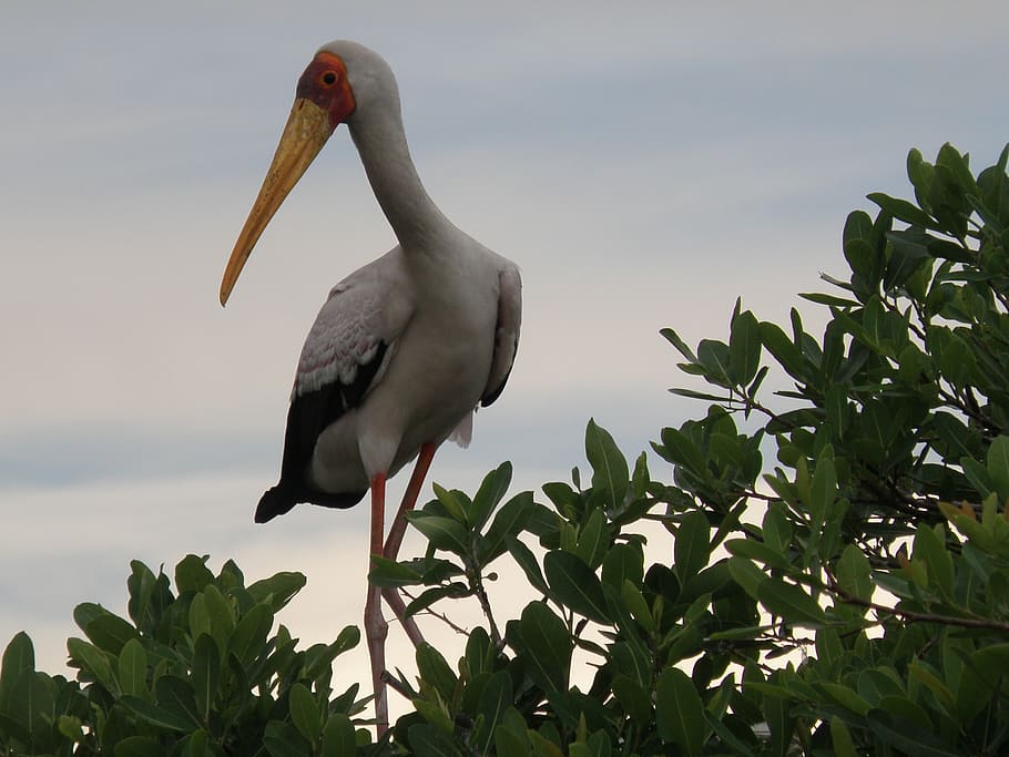 stork, bird, painted, avian, aves, avifauna, perched, perching HD wallpaper