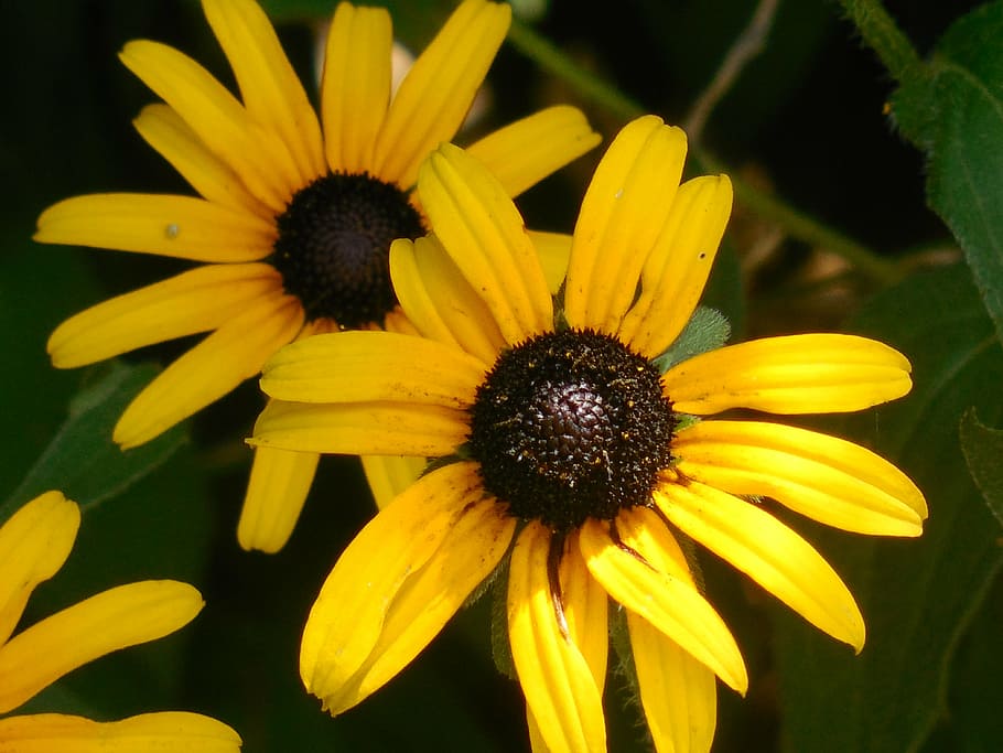 rudbeckia, black-eyed susan, yellow, summer, daisy, bright, HD wallpaper