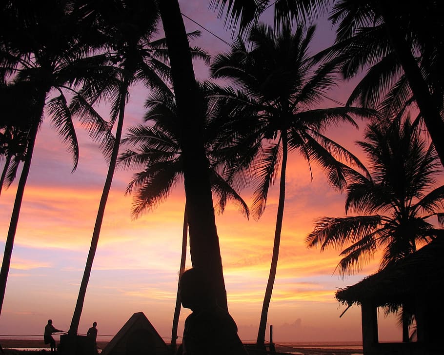 sunset, palm trees, india, beach, tropical, sky, paradise, landscape HD wallpaper