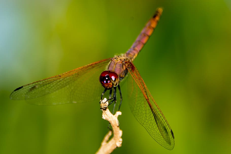 dragon fly, uganda, nature, dragonfly, insect, animal, animal Wing HD wallpaper