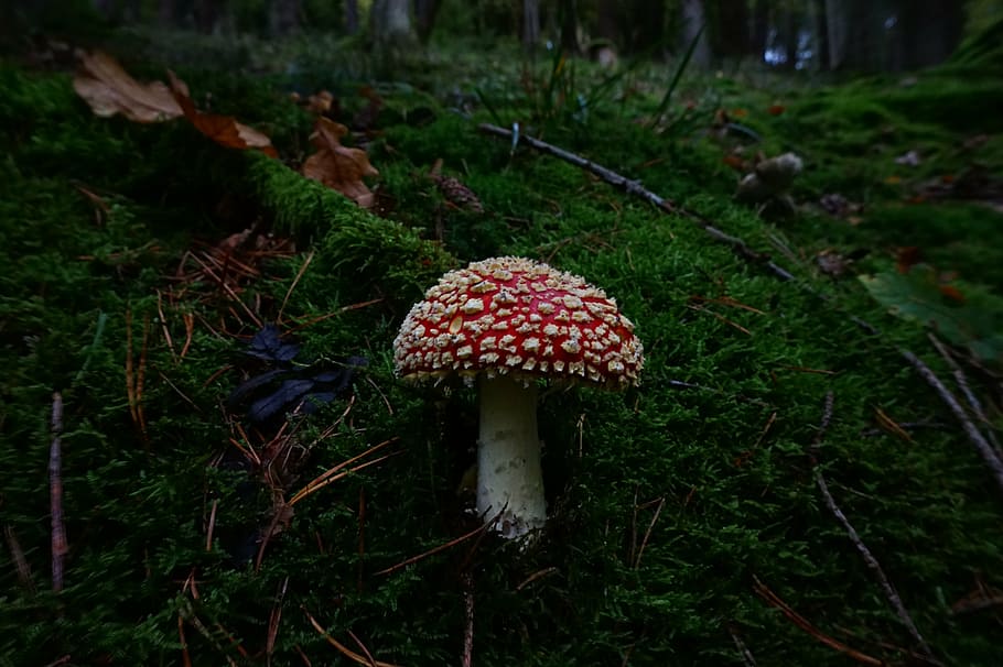 fly agaric, mushroom, toxic, forest, forest floor, autumn, nature HD wallpaper
