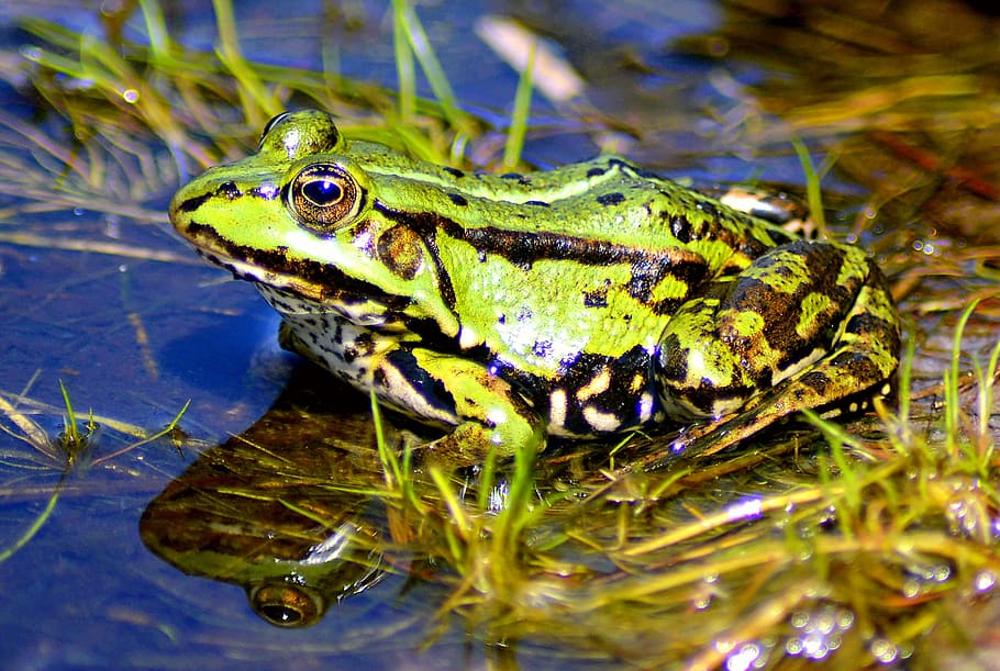 Frog, Lake, High, Water, Water, Animal, amphibian, water frog HD wallpaper