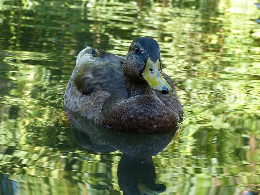 Duck, Water Bird, Feather, animals in the wild, animal themes HD wallpaper