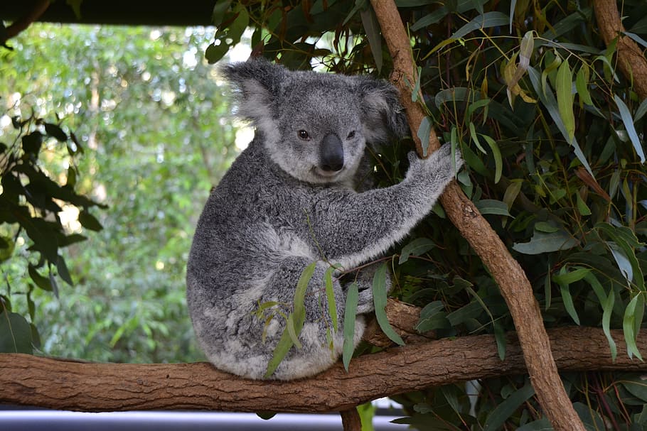 australia, koala, brisbane, animal, wildlife, native, cute