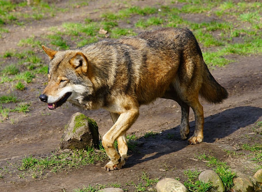 photo of brown wolf, predator, wild animal, animal world, nature