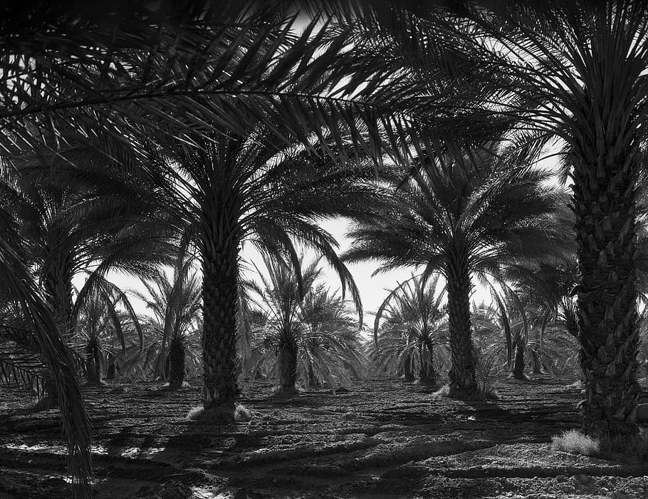 gray scale photo of palm trees, coachella valley, california