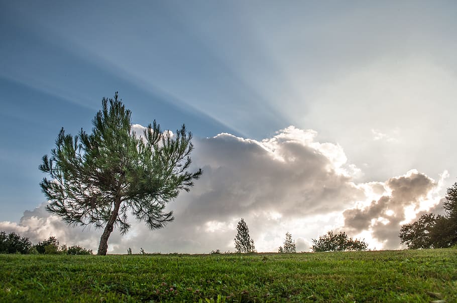 nature, sky, clouds, trees, environment, grass, idyllic, park HD wallpaper