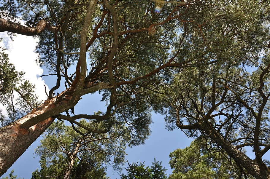 forest, tree, crown, plant, low angle view, growth, branch HD wallpaper