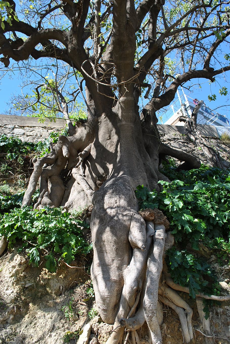 nature, tree, root, plant, growth, day, low angle view, no people HD wallpaper