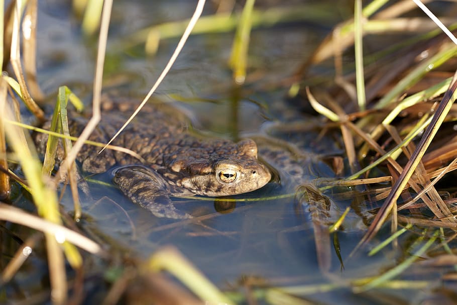 toad, frog, animal, amphibian, water, nature, wildlife, animal themes HD wallpaper