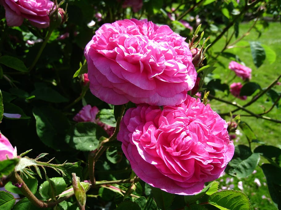 Roses, Pink, Leaf, Green, Garden, summer, flower, pink color HD wallpaper