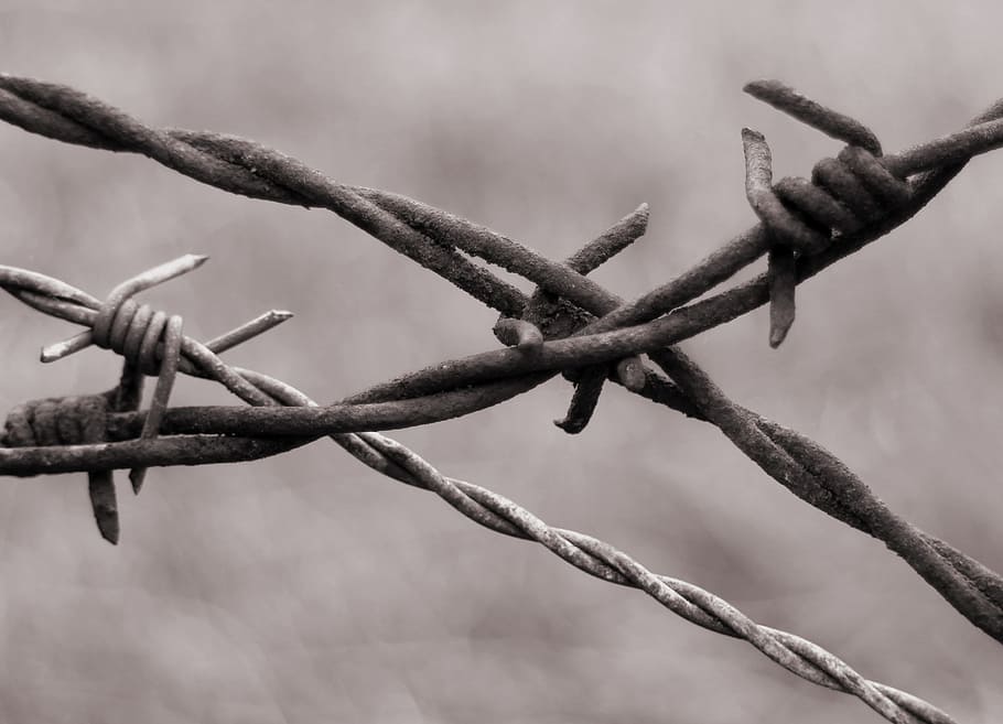 Barbed Wire, Close, Wiring, Limit, demarcation, fence, pointed HD wallpaper