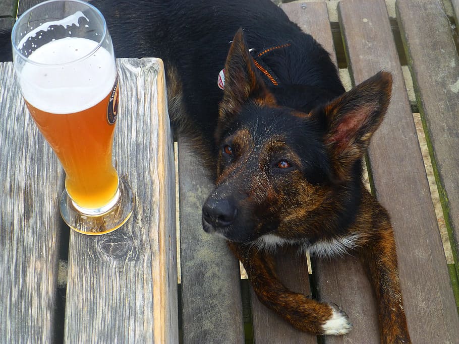 Thirst, Beer, Dog, Summer, pets, one animal, domestic animals, HD wallpaper