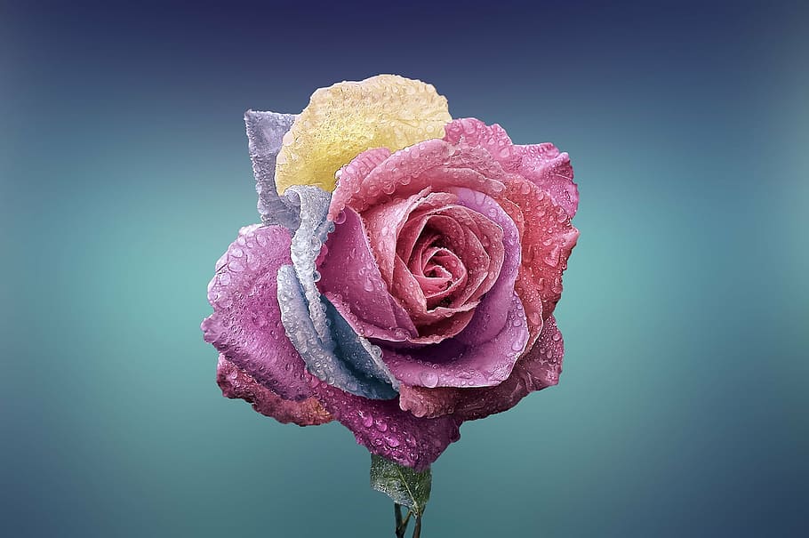pink rose closeup photo, beautiful, beauty, bloom, blooming, blossom, HD wallpaper