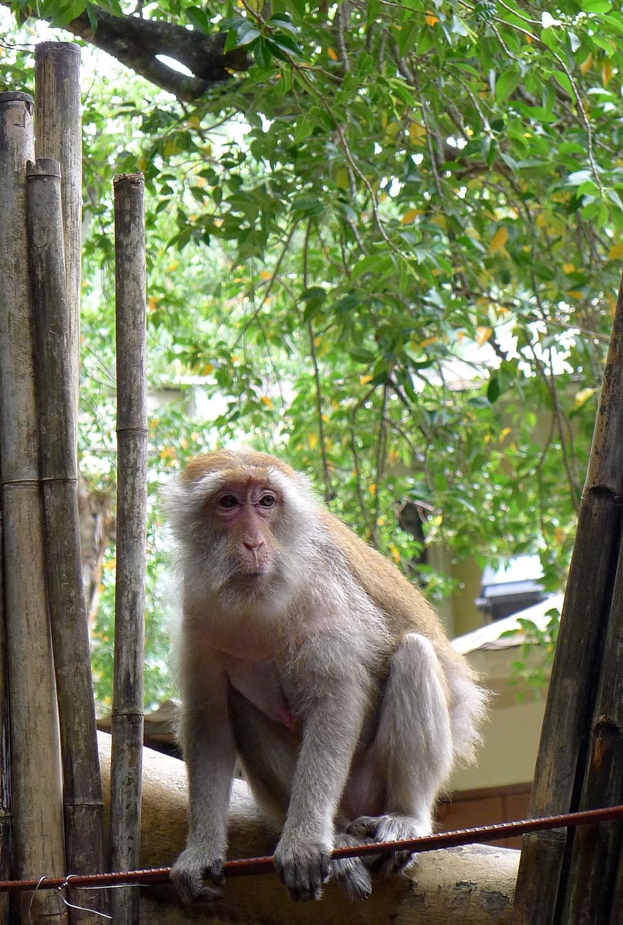 monkey, fence, green, sad, zoo, animal, primate, animal themes HD wallpaper