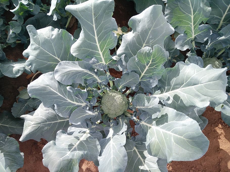 Broccoli, Vegetables, Salad, leaf, day, no people, outdoors HD wallpaper
