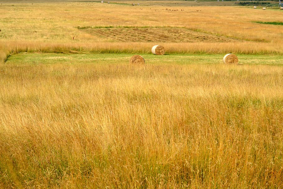 Campaign, Italy, Collection, Bales, Hay, grass, animal themes HD wallpaper