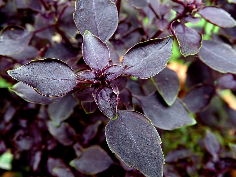 basil, red basil, mediterranean, basil leaves, culinary herbs HD wallpaper
