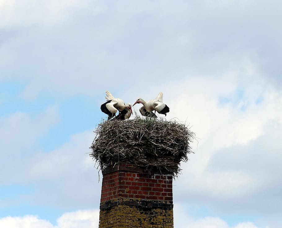 white storks, mountain husen, stork village, ciconia ciconia, HD wallpaper
