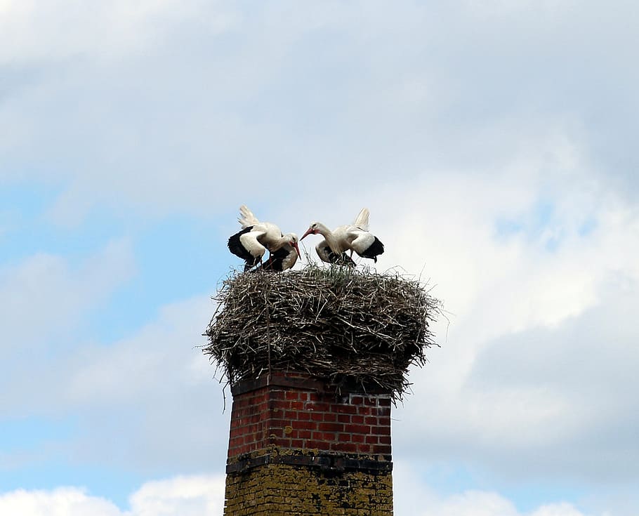 white storks, mountain husen, stork village, ciconia ciconia HD wallpaper