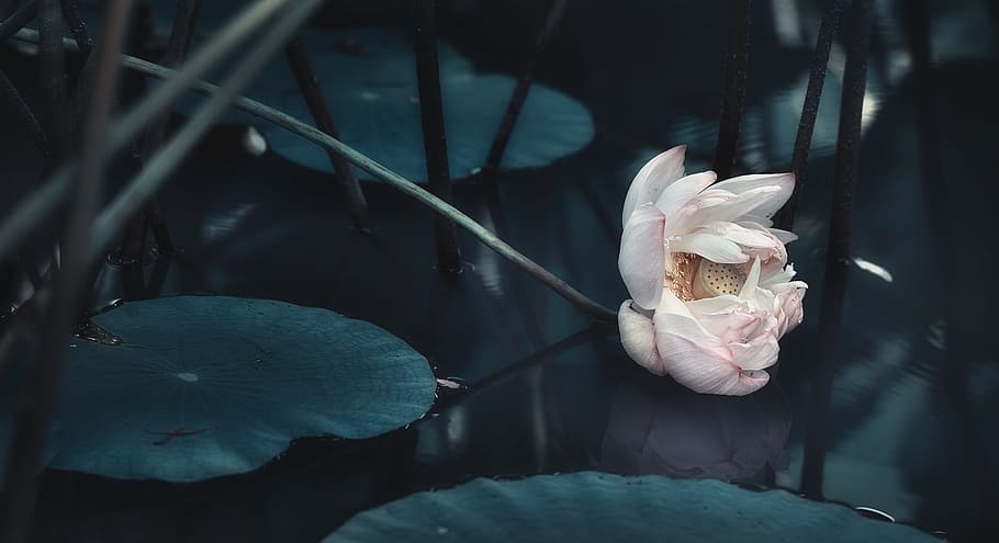 white flower on water, Lotus, Pool, Pond, Water Plant, summer HD wallpaper