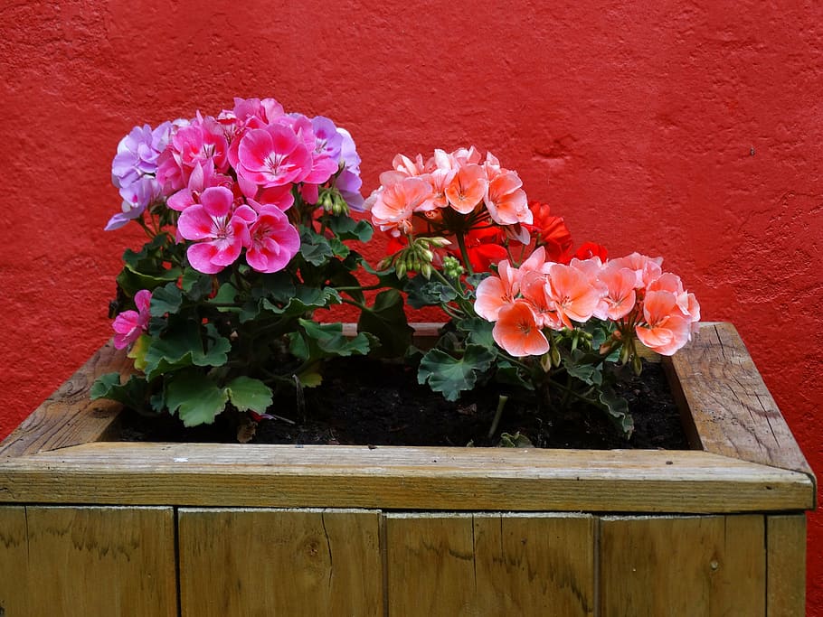 flowers, geraniums, pink, red, garden, colors, open, nice, colorful HD wallpaper
