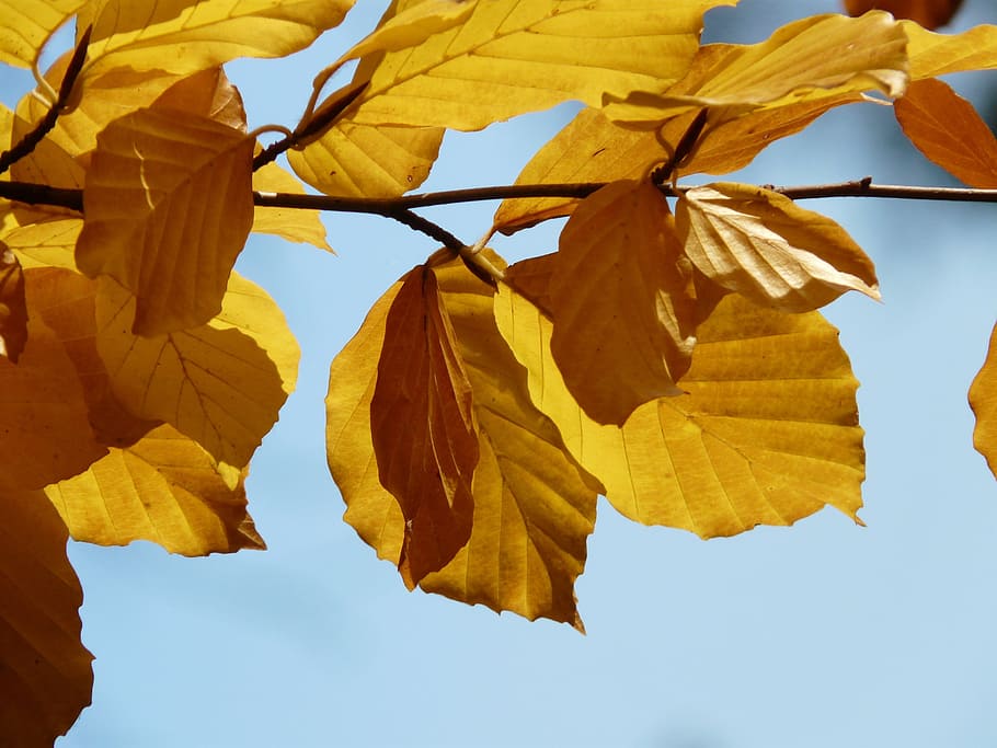 Beech, Fagus Sylvatica, deciduous tree, golden autumn, golden october HD wallpaper