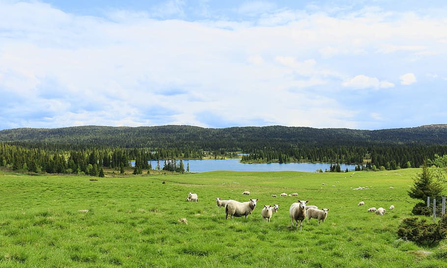 may, lamb, summer, mountain, fells, himmel, norway, blue, water HD wallpaper