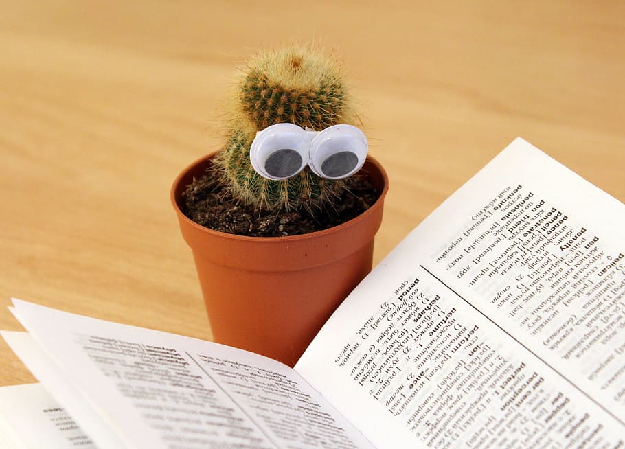 green cactus plant, eyes, book, pot, reading, education, study HD wallpaper
