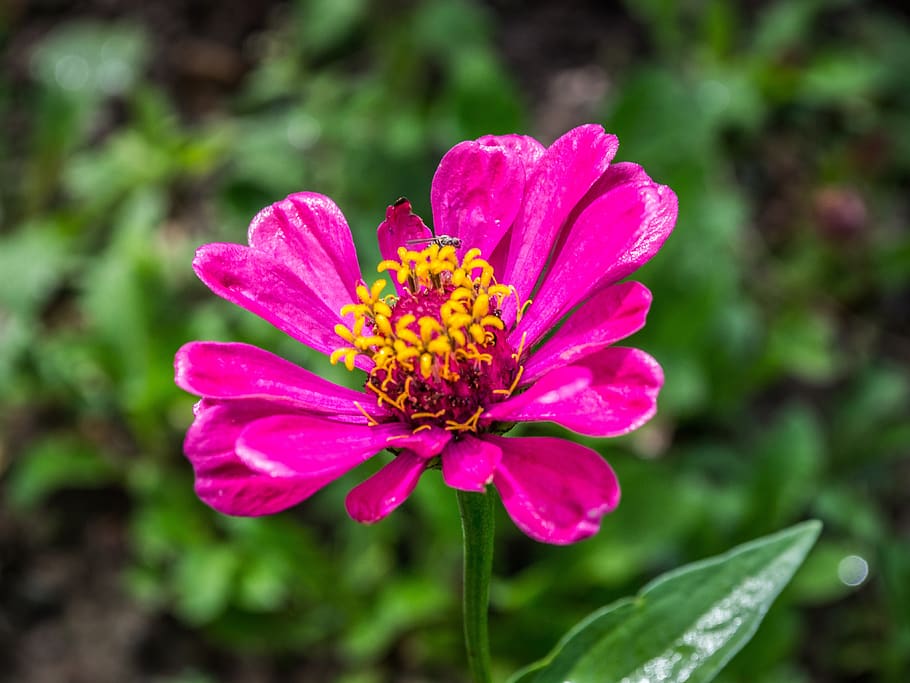 flower, garden, flowering plant, freshness, beauty in nature HD wallpaper