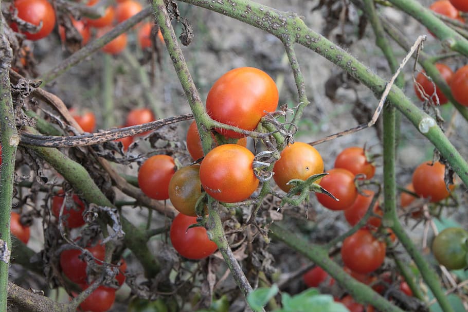 cherry, fresh, plants, red, small, tomato, autumn, vegetables HD wallpaper