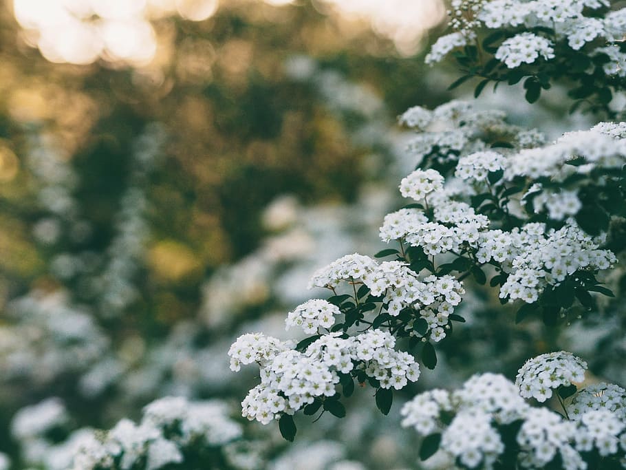 selective focus photography of white flowers in bloom, tree HD wallpaper